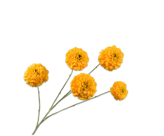 Tagetes Tak - Geel - 91 cm