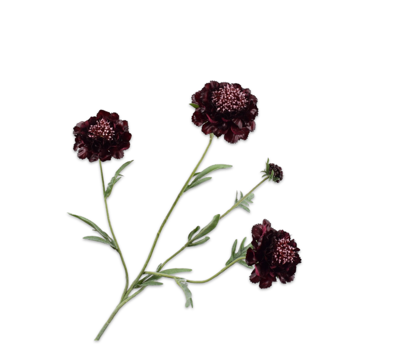 Scabiosa Tak - Paars RT - 80 cm