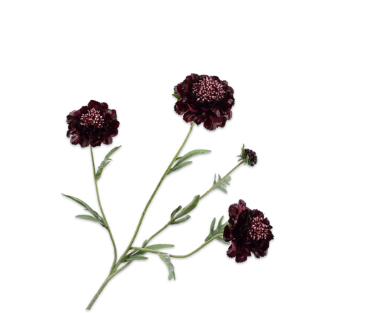 Scabiosa Tak - Paars RT - 80 cm