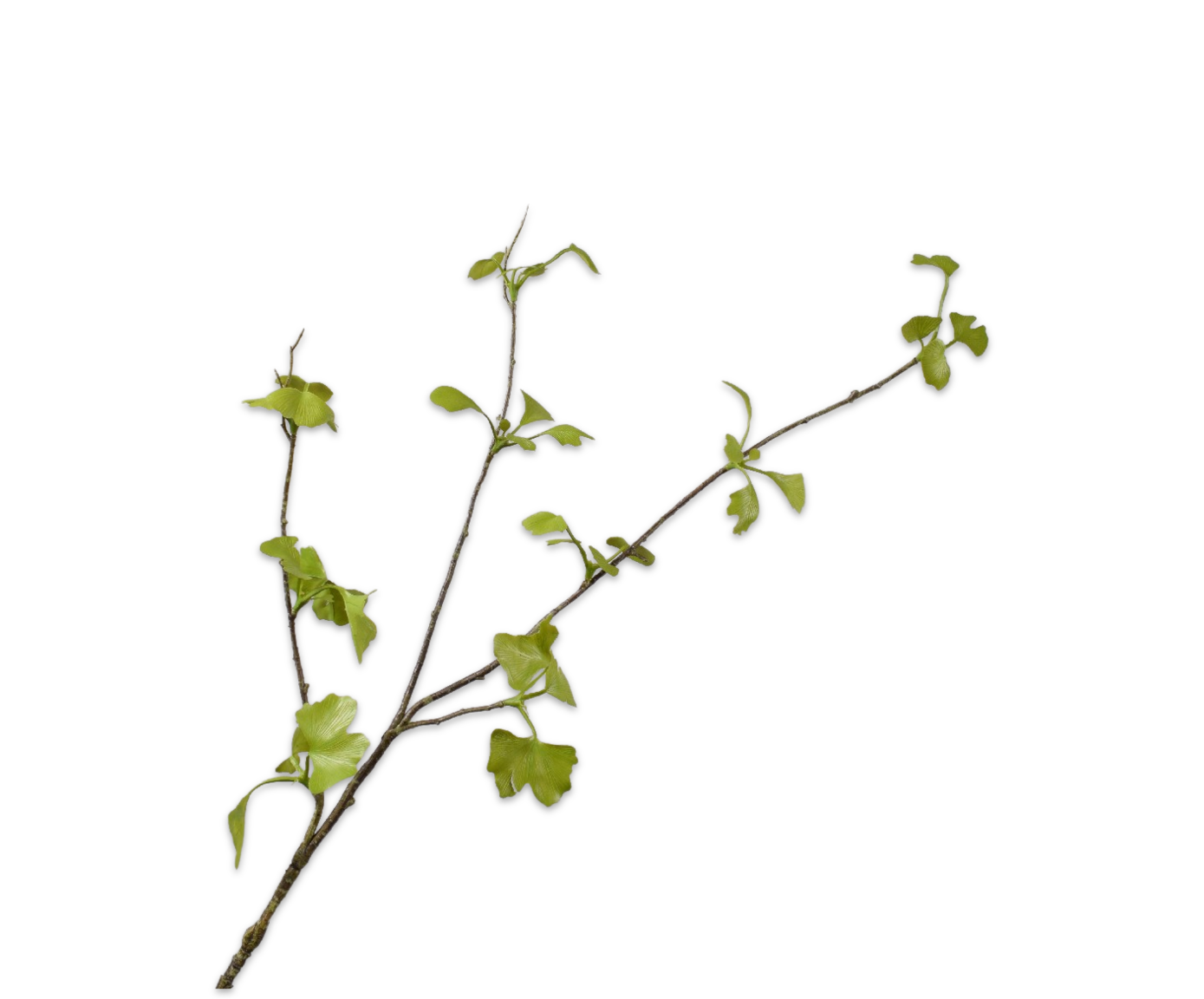 Ginkgo Tak - Groen - 83 cm