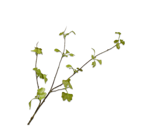 Ginkgo Tak - Groen - 83 cm