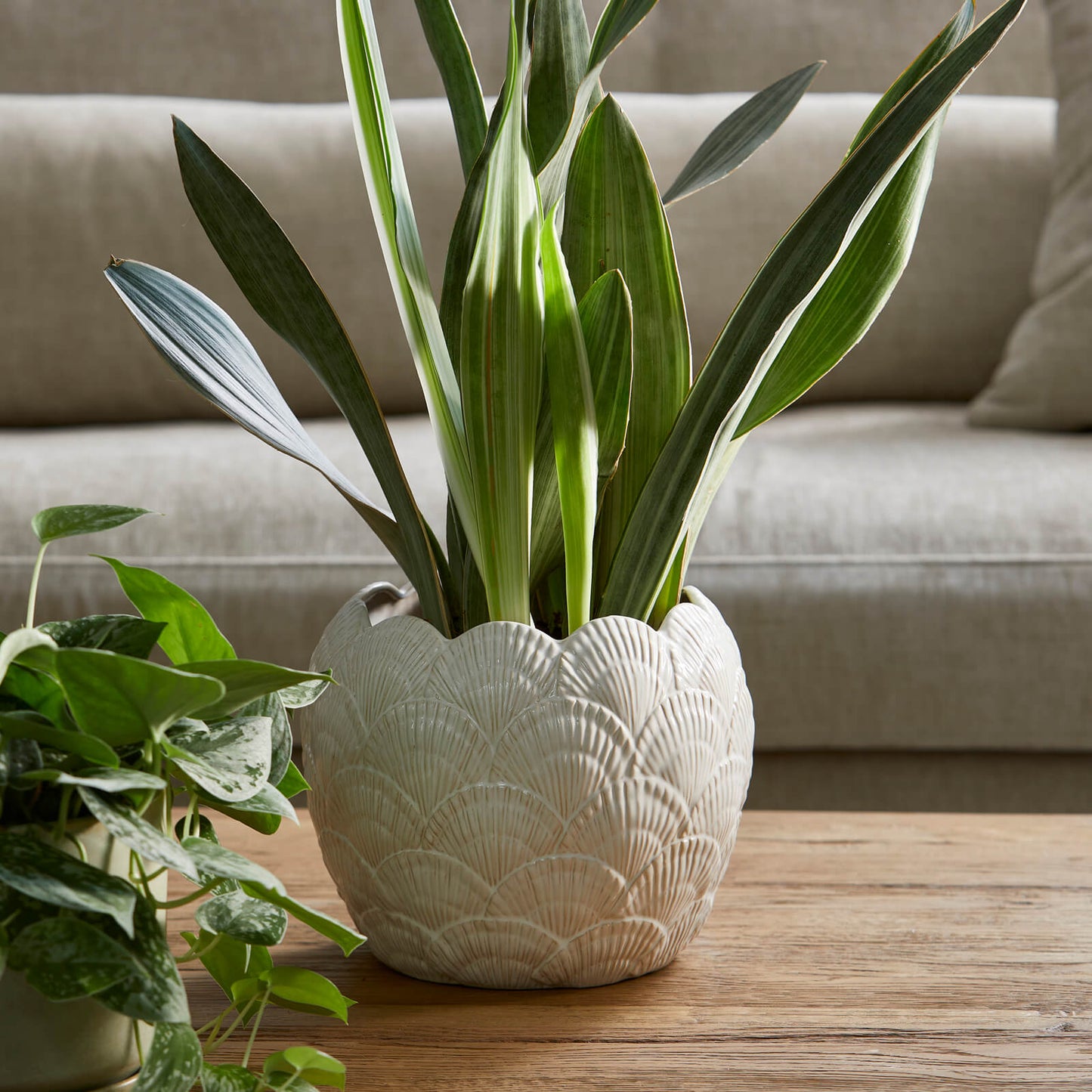 Shell Planter