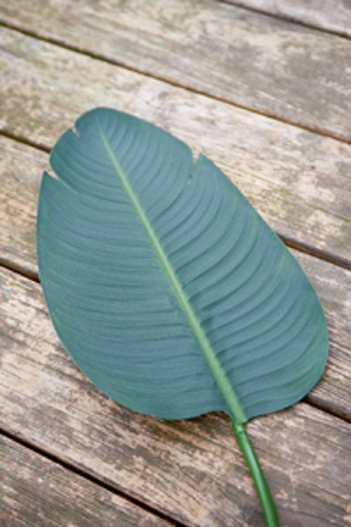 Strelitzia Leaf (M) maisonleonie